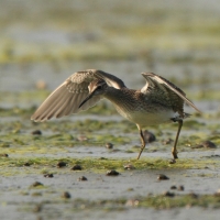 Łęczak - Tringa glareola - Wood Sandpiper