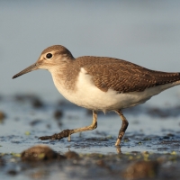 Brodziec piskliwy - Actitis hypoleucos - Common Sandpiper