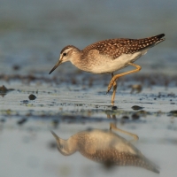 Łęczak - Tringa glareola - Wood Sandpiper