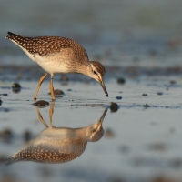 Łęczak - Tringa glareola - Wood Sandpiper