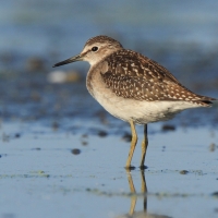 Łęczak - Tringa glareola - Wood Sandpiper