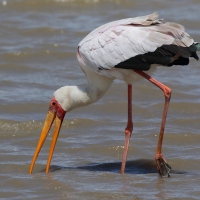 Dławigad afrykański - Mycteria ibis - Yellow-billed Stork