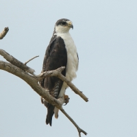 Myszołów białobrzuchy - Buteo augur - Augur Buzzard