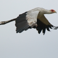 Sekretarz - Sagittarius serpentarius - Secretary-bird
