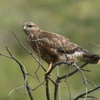 Myszołów - Buteo buteo - Common Buzzard