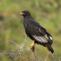 Myszołów białobrzuchy - Buteo augur - Augur Buzzard