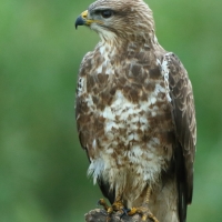 Myszołów - Buteo buteo - Common Buzzard