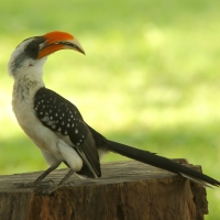 Toko plamisty - Tockus deckeni jacksoni - Jackson's Hornbill