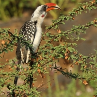 Toko plamisty - Tockus deckeni jacksoni - Jackson's Hornbill