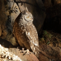 Puchacz plamisty - Bubo africanus - Spotted Eagle Owl