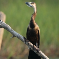 Wężówka afrykańska - Anhinga rufa - African Darter