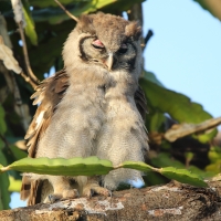 Puchacz mleczny - Bubo lacteus - Verreaux's Eagle Owl