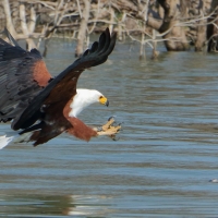 Bielik afrykański - Haliaeetus vocifer - African Fish Eagle