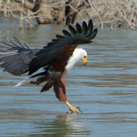 Bielik afrykański - Haliaeetus vocifer - African Fish Eagle