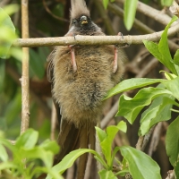 Czepiga rudawa - Colius striatus - Speckled Mousebird