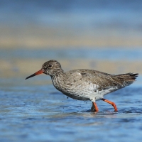 Krwawodziób - Tringa totanus - Common Redshank