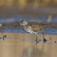 Łęczak - Tringa glareola - Wood Sandpiper