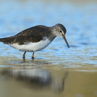Samotnik - Tringa ochropus - Green Sandpiper