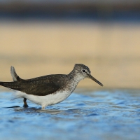 Samotnik - Tringa ochropus - Green Sandpiper