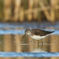 Samotnik - Tringa ochropus - Green Sandpiper