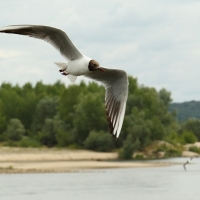Śmieszka - Chroicocephalus ridibundus - Black-headed Gull