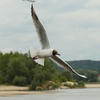 Śmieszka - Chroicocephalus ridibundus - Black-headed Gull