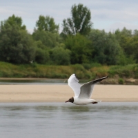 Śmieszka - Chroicocephalus ridibundus - Black-headed Gull