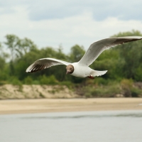Śmieszka - Chroicocephalus ridibundus - Black-headed Gull