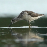 Kwokacz - Tringa nebularia - Common Greenshank