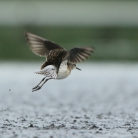 Łęczak - Tringa glareola - Wood Sandpiper