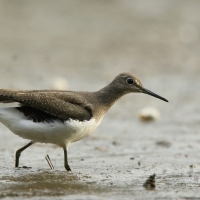 Samotnik - Tringa ochropus - Green Sandpiper