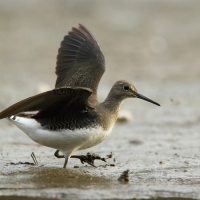 Samotnik - Tringa ochropus - Green Sandpiper