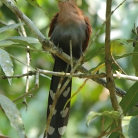 Rudzianka wielka - Piaya cayana - Squirrel Cuckoo
