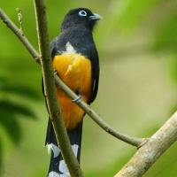 Trogon czarnogłowy - Trogon melanocephalus - Black-headed Trogon