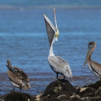 Pelikan brunatny - Pelecanus occidentalis - Brown Pelican