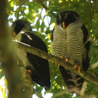 Dżunglarka czarnolica - Ciccaba nigrolineata - Black-and-white Owl