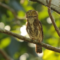 Sóweczka lilipucia - Glaucidium griseiceps - Central American Pygmy Owl
