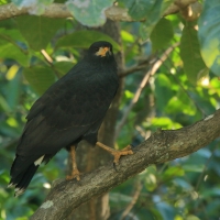Czarnostrząb leśny - Buteogallus anthracinus - Common Black Hawk