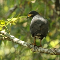 Czarnostrząb leśny - Buteogallus anthracinus - Common Black Hawk
