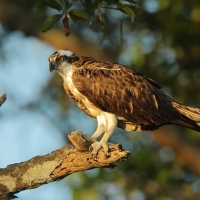 Rybołów - Pandion haliaetus - Osprey