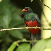 Trogon krasnodzioby - Trogon massena - Slaty-tailed Trogon