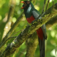 Trogon krasnodzioby - Trogon massena - Slaty-tailed Trogon