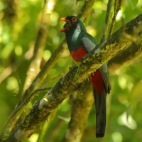 Trogon krasnodzioby - Trogon massena - Slaty-tailed Trogon