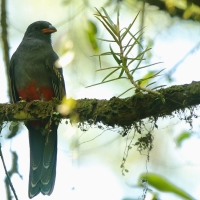 Trogon krasnodzioby - Trogon massena - Slaty-tailed Trogon