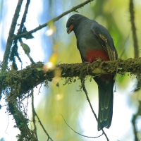 Trogon krasnodzioby - Trogon massena - Slaty-tailed Trogon