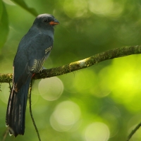 Trogon krasnodzioby - Trogon massena - Slaty-tailed Trogon