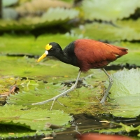 Długoszpon żółtoczelny - Jacana spinosa - Northern Jacana