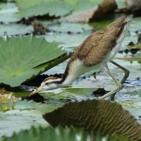 Długoszpon żółtoczelny - Jacana spinosa - Northern Jacana