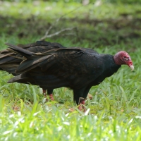 Sępnik różowogłowy - Cathartes aura - Turkey Vulture