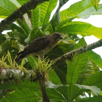 Myszołów szerokoskrzydły - Buteo platypterus - Broad-winged Hawk